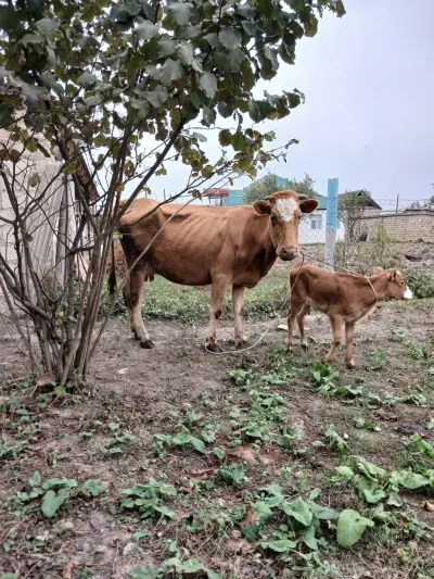Balalı inək — Heyvanlar, Quşlar, Balıqlar, Xaçmaz