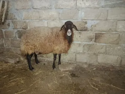 Qoyun — Heyvanlar, Quşlar, Balıqlar, Bakı
