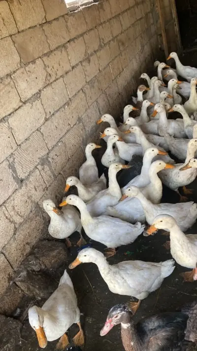 Ördəklər — Heyvanlar, Quşlar, Balıqlar, Şirvan