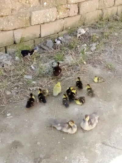 Ördək balası — Heyvanlar, Quşlar, Balıqlar, Bakı