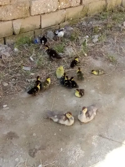 Ördək balası — Heyvanlar, Quşlar, Balıqlar, Bakı — şəkil 2