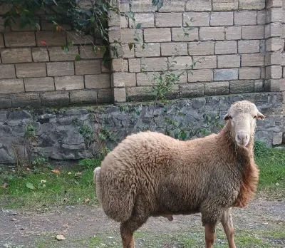 Qoç — Heyvanlar, Quşlar, Balıqlar, Qax