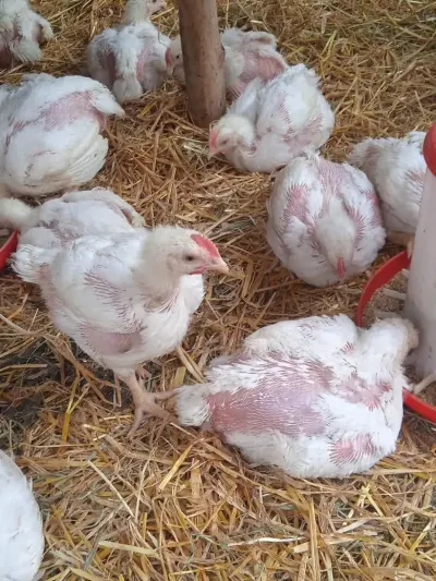 Cücə — Heyvanlar, Quşlar, Balıqlar, Qusar