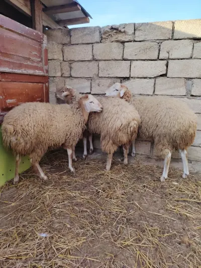 Qoyunlar — Heyvanlar, Quşlar, Balıqlar, Bakı