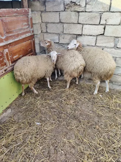 Qoyunlar — Heyvanlar, Quşlar, Balıqlar, Bakı — şəkil 2