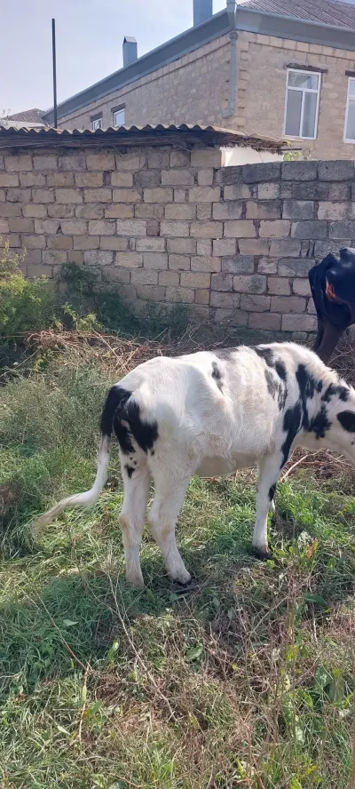 Buzov — Heyvanlar, Quşlar, Balıqlar, Hacıqabul — şəkil 2