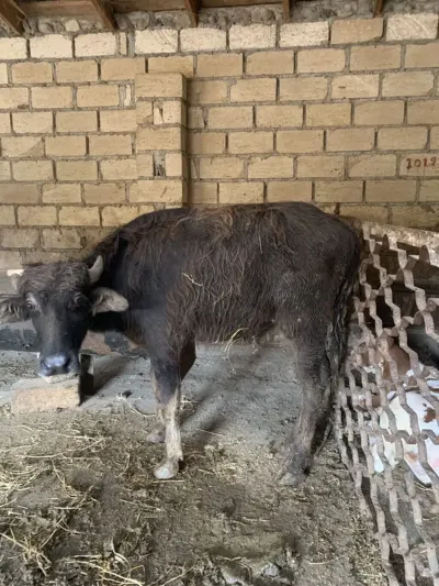 Kəlçə — Heyvanlar, Quşlar, Balıqlar, Bakı
