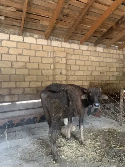 Kəlçə — Heyvanlar, Quşlar, Balıqlar, Bakı — şəkil 2