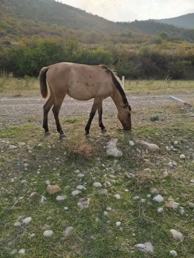 At — Heyvanlar, Quşlar, Balıqlar, Ağsu
