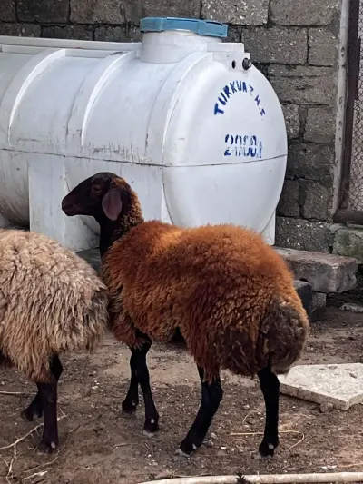 Quzu — Heyvanlar, Quşlar, Balıqlar, Bakı — şəkil 2