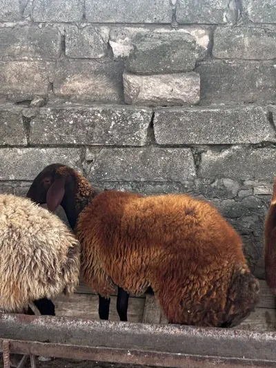 Quzu — Heyvanlar, Quşlar, Balıqlar, Bakı