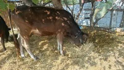 Dana — Heyvanlar, Quşlar, Balıqlar, Beyləqan