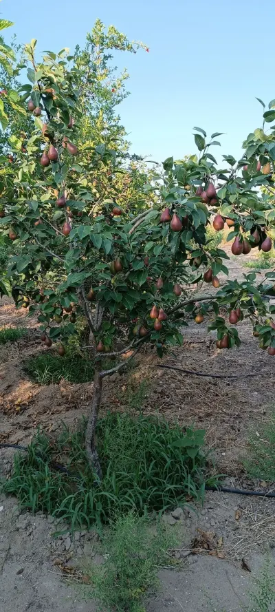 Meyvə bağı — Kənd Təsərrüfatı Əmlakı, Bakı