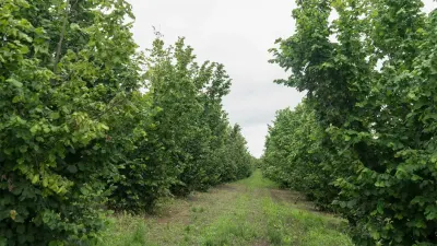 Bağ — Agricultural Property, Baku