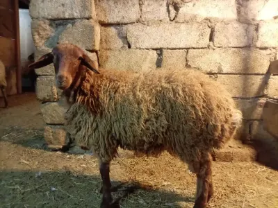 Quzular — Heyvanlar, Quşlar, Balıqlar, Bakı
