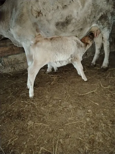 Balalı inək — Heyvanlar, Quşlar, Balıqlar, Bakı