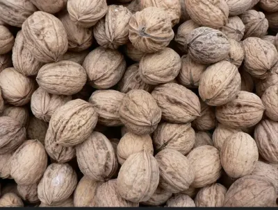 Walnut — Fruits and Berries, Shaki