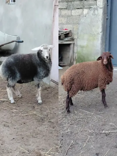 Quzular — Heyvanlar, Quşlar, Balıqlar, Bakı