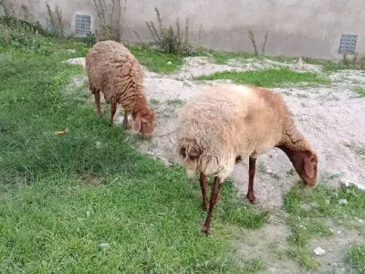 Balalı qoyun — Heyvanlar, Quşlar, Balıqlar, Bakı