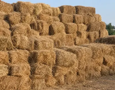Ot presi — Dənlilər, Otlar Yemlər,  Bitkilər, Hacıqabul