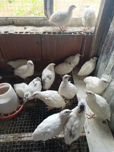 Bildirçin — Heyvanlar, Quşlar, Balıqlar, Bakı