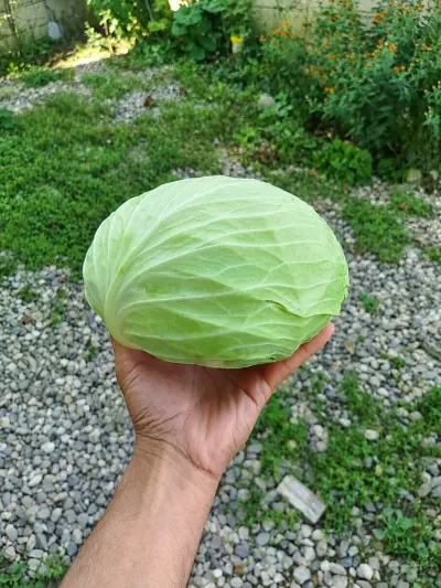 Cabbage — Vegetables and Greens, Guba