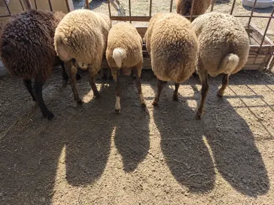 Quzular — Heyvanlar, Quşlar, Balıqlar, Sumqayıt — şəkil 2