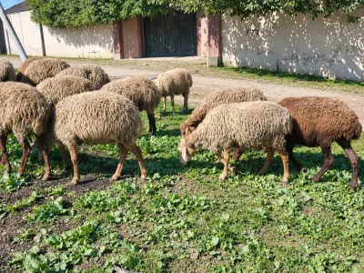 Qoyunlar — Heyvanlar, Quşlar, Balıqlar, Bakı