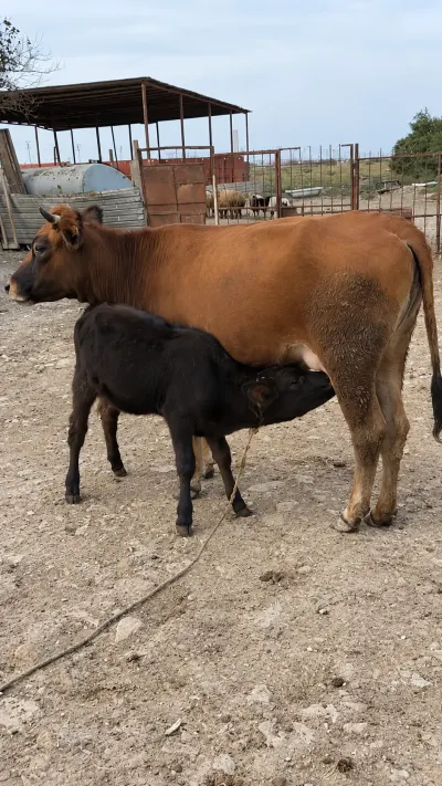 Balalı inək — Heyvanlar, Quşlar, Balıqlar, Sumqayıt