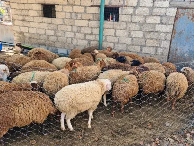 Quzular — Heyvanlar, Quşlar, Balıqlar, Xaçmaz