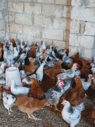 Çolpalar — Heyvanlar, Quşlar, Balıqlar, Bakı — şəkil 2