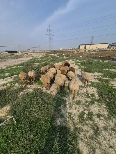 Qoyunlar — Heyvanlar, Quşlar, Balıqlar, Bakı — şəkil 2