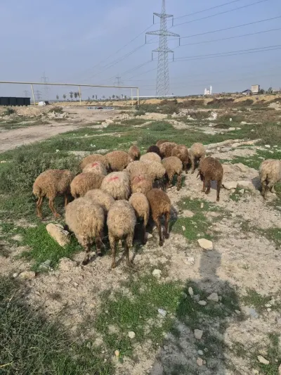 Qoyunlar — Heyvanlar, Quşlar, Balıqlar, Bakı