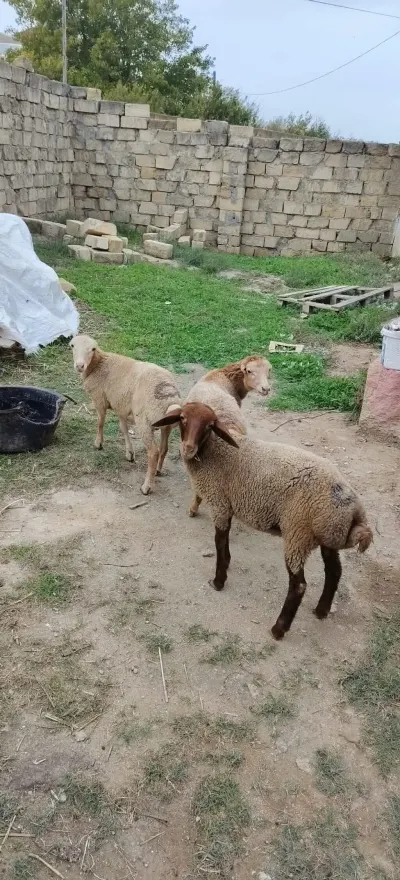 Quzular — Heyvanlar, Quşlar, Balıqlar, Bakı — şəkil 2
