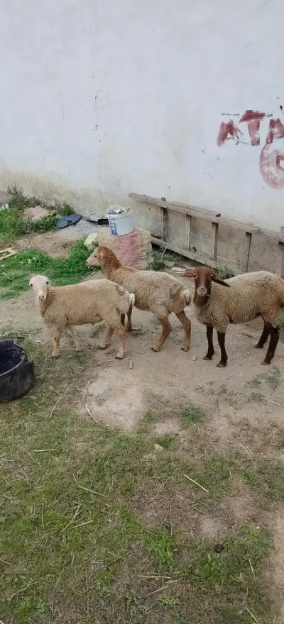Quzular — Heyvanlar, Quşlar, Balıqlar, Bakı