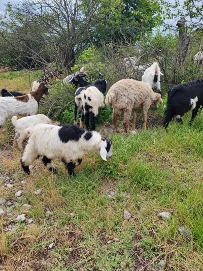 Goat kid — Animals, Birds, Fish, Shamakhi