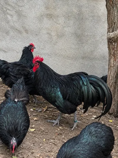 Mayalı yumurta — Heyvanlar, Quşlar, Balıqlar, Bakı