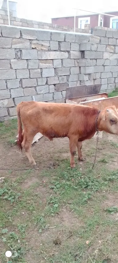 Dana — Heyvanlar, Quşlar, Balıqlar, Bakı — şəkil 2