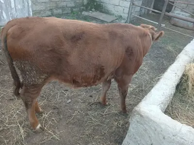 Dana — Heyvanlar, Quşlar, Balıqlar, Bakı — şəkil 2