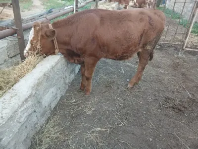 Dana — Heyvanlar, Quşlar, Balıqlar, Bakı