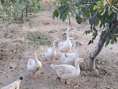 Qaz yumurtası — Heyvanlar, Quşlar, Balıqlar, Bakı — şəkil 2