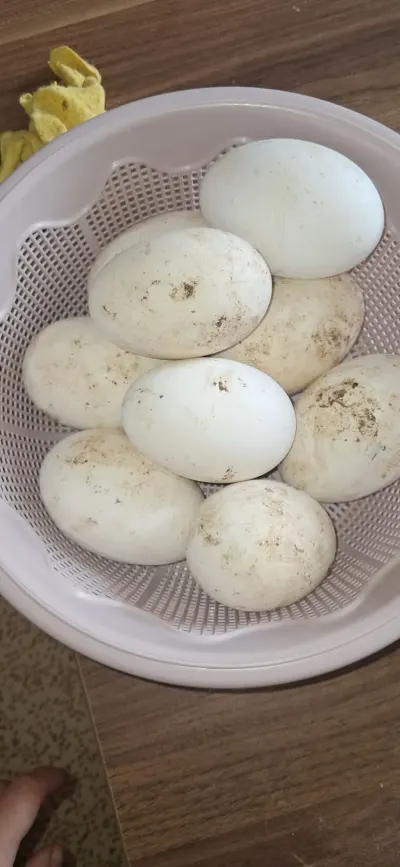 Qaz yumurtası — Heyvanlar, Quşlar, Balıqlar, Bakı