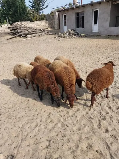 Toğlular — Heyvanlar, Quşlar, Balıqlar, Bakı — şəkil 2