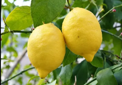 Lemon sapling — Grains, Herbs, Feed, Plants, Lankaran