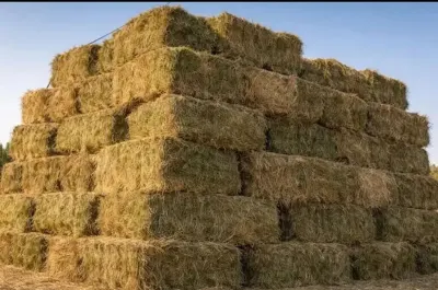Alfalfa bales — Grains, Herbs, Feed, Plants, Sumgayit