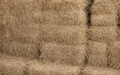 Alfalfa bales — Grains, Herbs, Feed, Plants, Sumgayit — şəkil 2