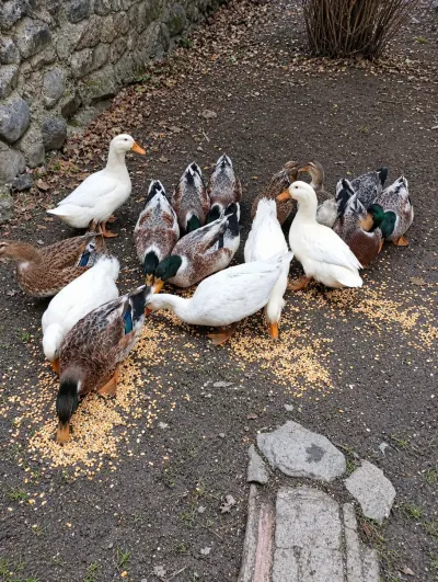 Ördəklər — Heyvanlar, Quşlar, Balıqlar, Zaqatala