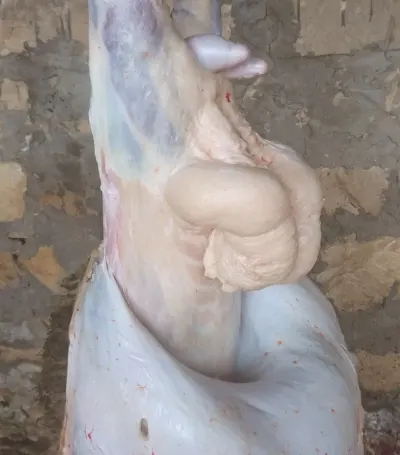 Quyruq — Heyvanlar, Quşlar, Balıqlar, Bakı