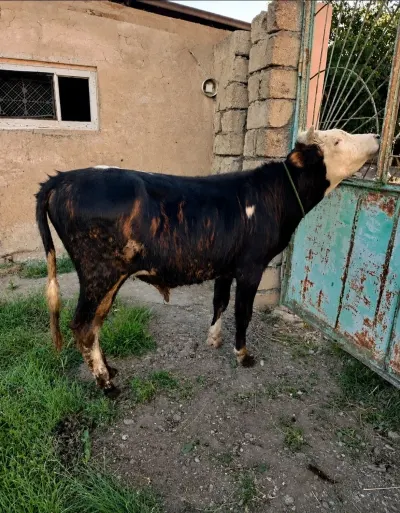 Dana — Heyvanlar, Quşlar, Balıqlar, Xaçmaz
