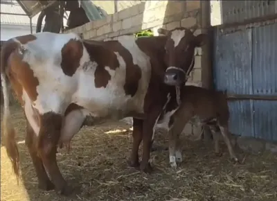 İnək — Heyvanlar, Quşlar, Balıqlar, Qəbələ